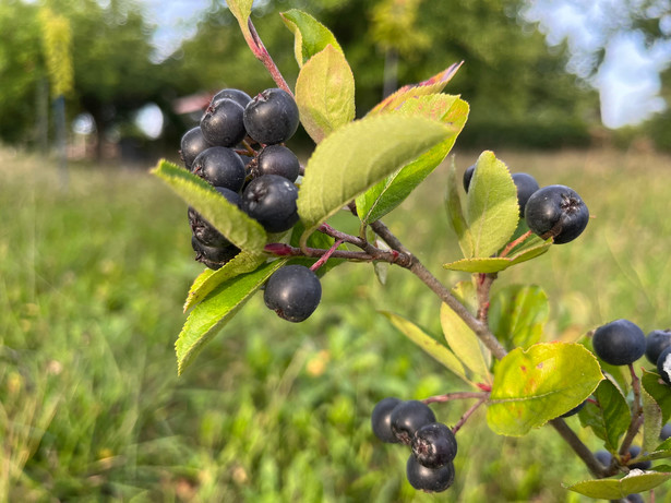 Aronia. Jak ją pielęgnować, aby dawała obfite zbiory?