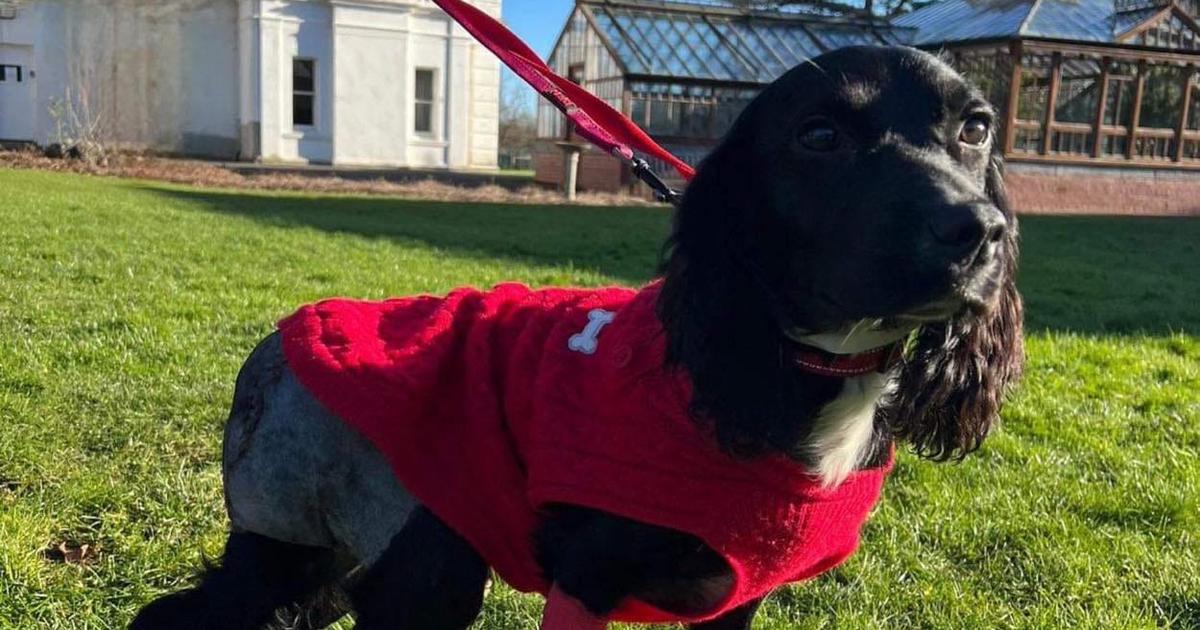 Dogs: Six-legged puppy found dumped in car park - BBC News