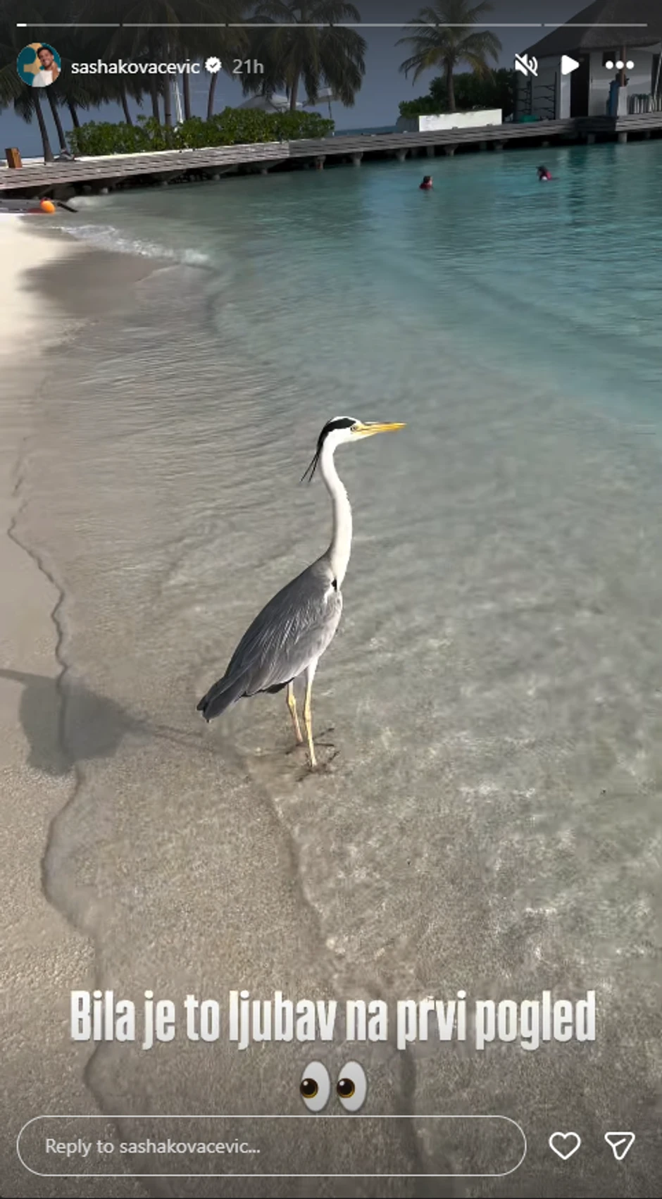 Avantura Saše Kovačevića i sive čaplje