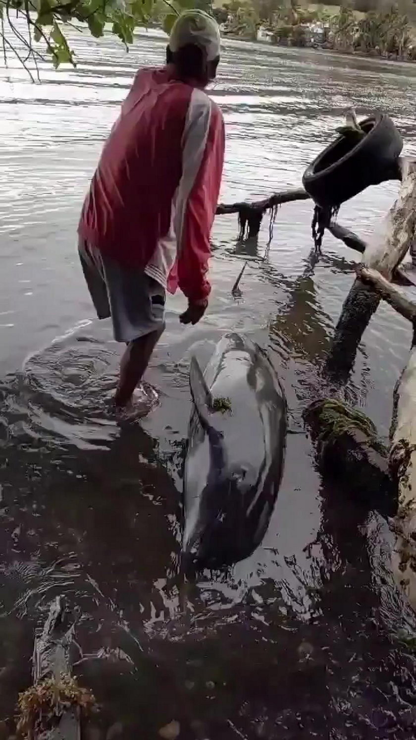 Mauritius: kilkanaście martwych delfinów na plaży. To przez wyciek ropy?