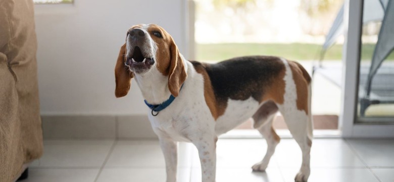 Kochasz psy? Oto bardzo trudny quiz o czworonogach. 10/10 to powód do dumy