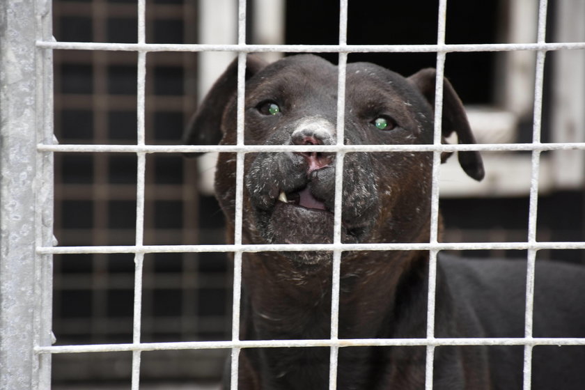 Jeden z psów szkolonych przez Szkota do nielegalnych walk