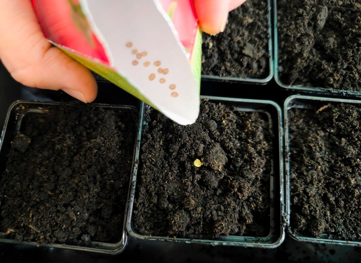 Wysiew papryki w styczniu