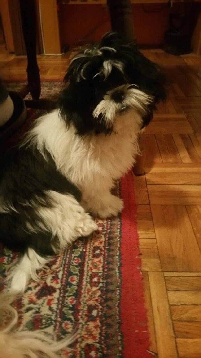 Prepoznaćete ga po spuštenoj vilici i belom čuperku