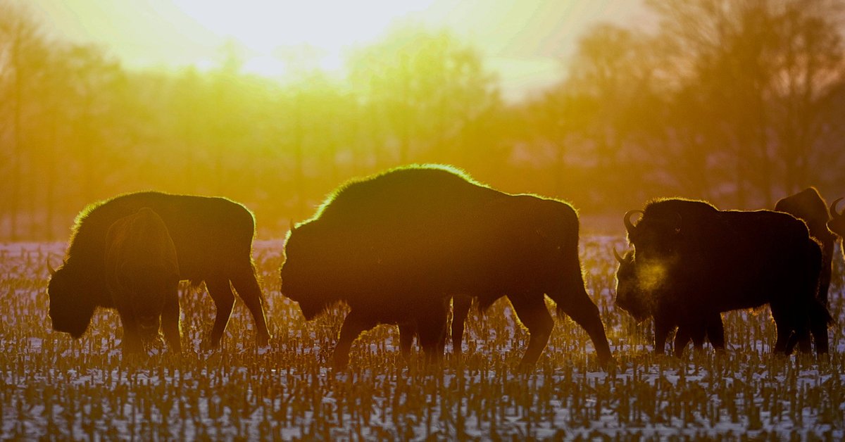 Żubr Borys z Białowieży został zastrzelony. "Nigdy nikogo nie skrzywdził"