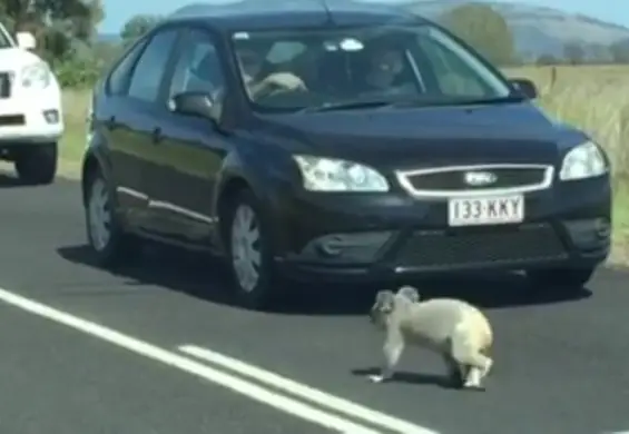 Typowe problemy Australijczyków? Koala powoduje korek na całej drodze