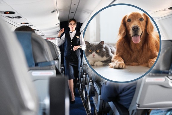 Selidba kućnih ljubimaca preko granice ozbiljan biznis: Tigrovi, paunovi i patke u avionu? Kako milijarderi premeštaju životinje, ne žale novac