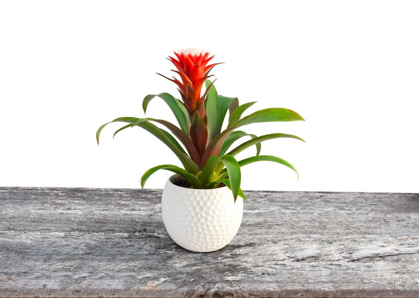 Guzmania wygląda bardzo egzotycznie -  lena_zajchikova/stock.adobe.com