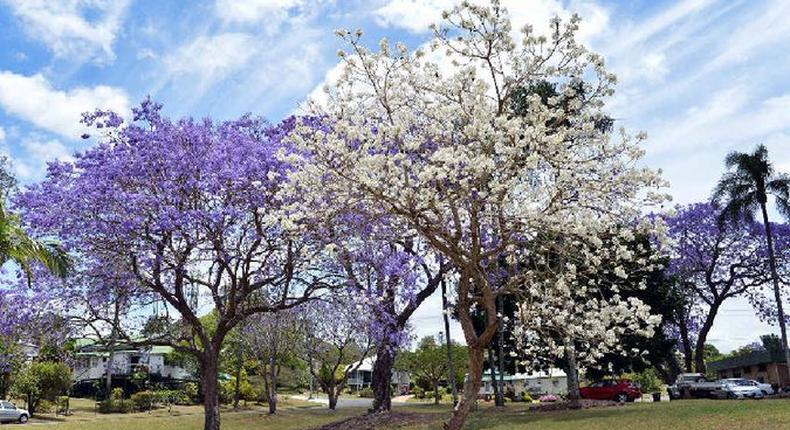 Africa's most beautiful street has a lovely display of purple and jacarandas (gympietimes)
