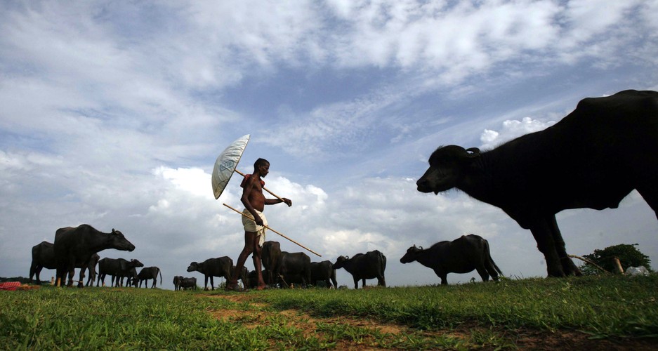 Pasterz i jego stado