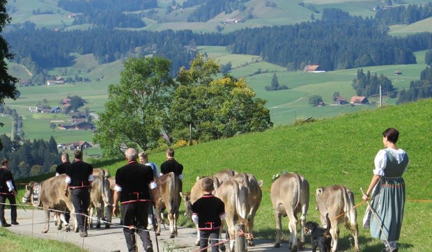 svajcarsakakrave selidba alpi     manifestacija kicenje zene narod poljoprivreda priroda (115)
