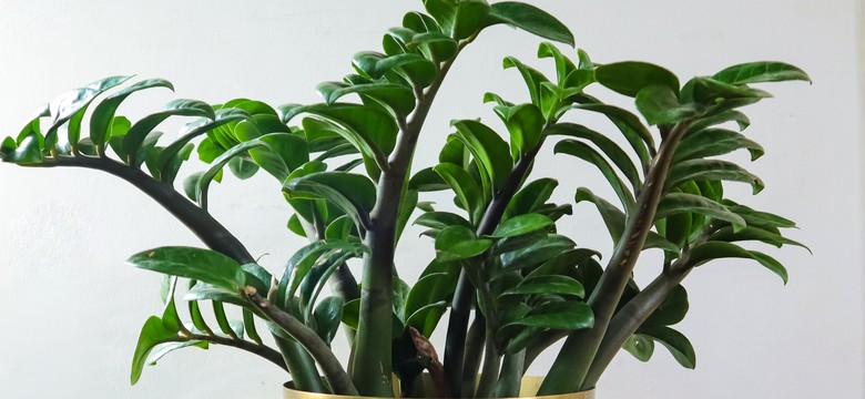 Wsyp do doniczki i wymieszaj z ziemią. Zamiokulkas szybko wypuści dużo nowych liści, nawet zimą