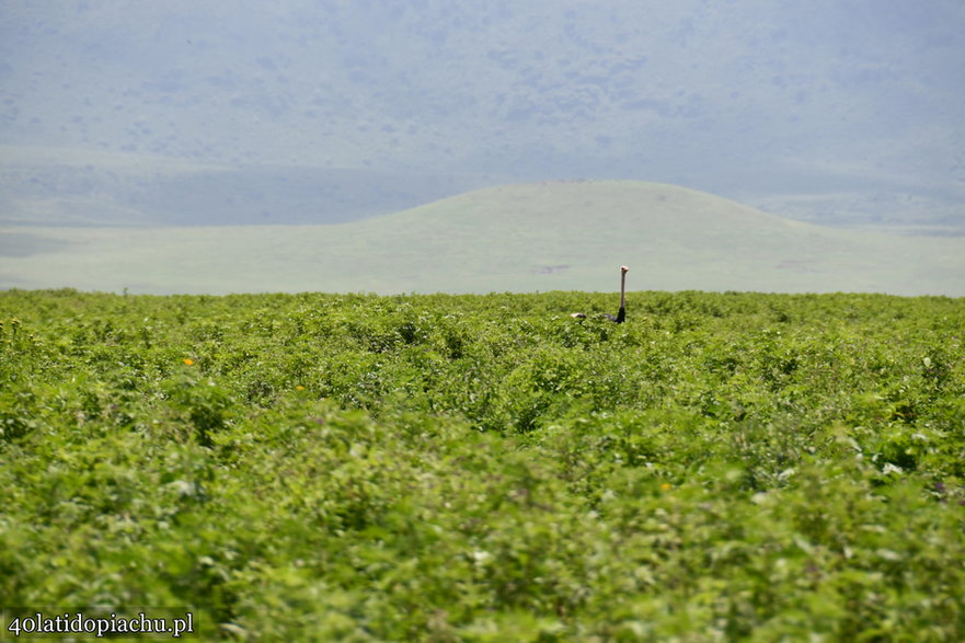 Nasze bociany i ich afrykańscy sąsiedzi podczas zimowania w kraterze Ngorongoro