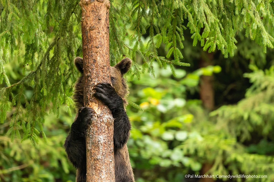 Comedy Wildlife Photography Awards 2021 Najzabawniejsze Zdjecia Zwierzat Podroze