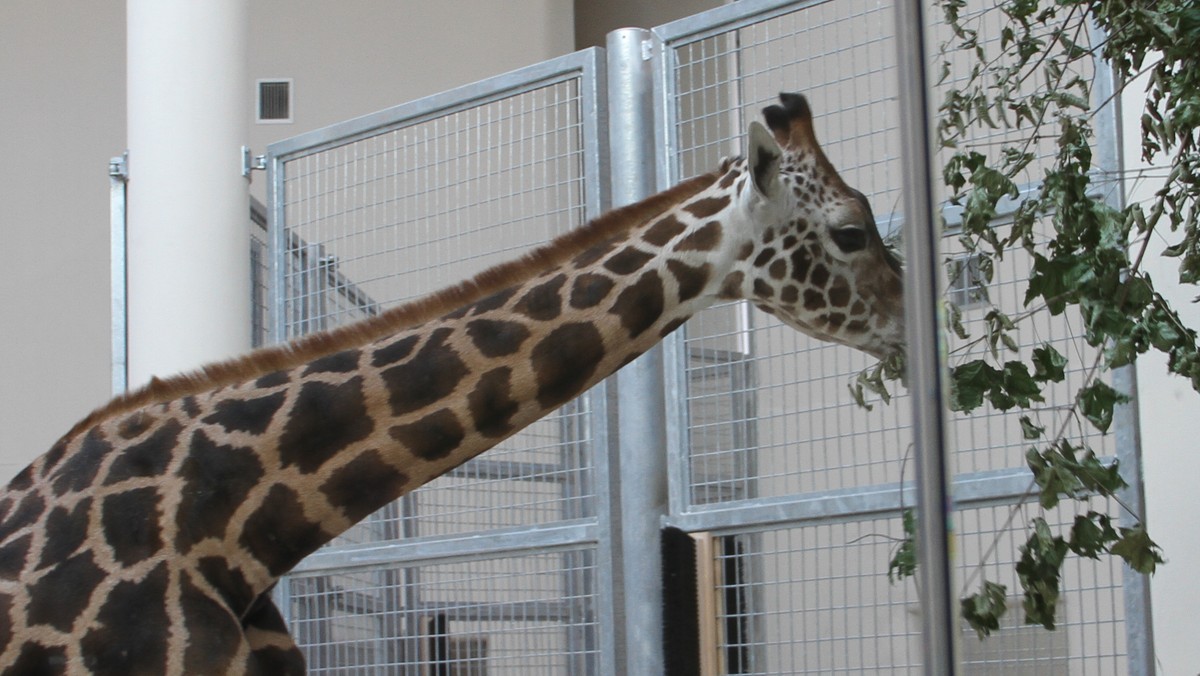 Malman, Denar i Malik - żyrafy z krakowskiego zoo