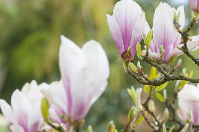 W kórnickim arboretum zakwitły magnolie