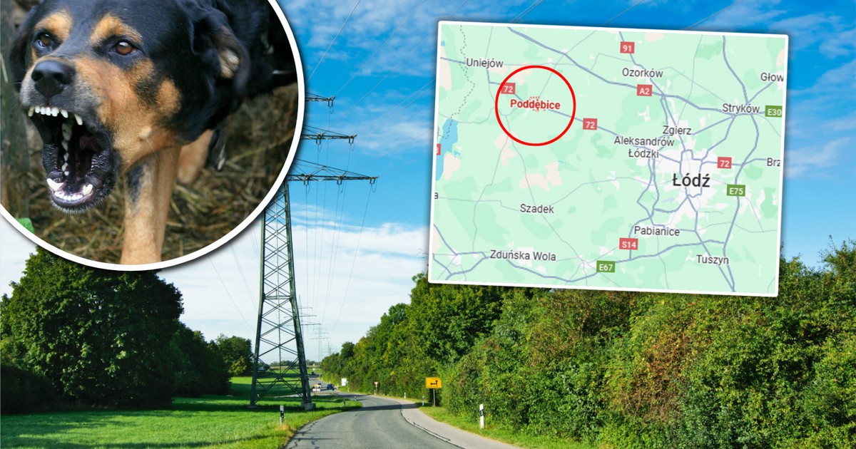 Psy miały rzucić się na człowieka. Śledczy badają dramatyczny trop. Ofiara już była martwa?