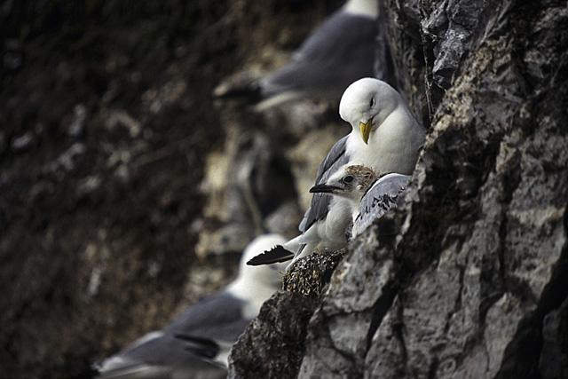 Galeria Wystawa polarnej fotografii przyrodniczej "Ptaki Spitsbergenu", obrazek 50