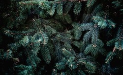 Leśnicy ruszają z akcją "Stroisz". Celem są złodzieje gałązek jodłowych