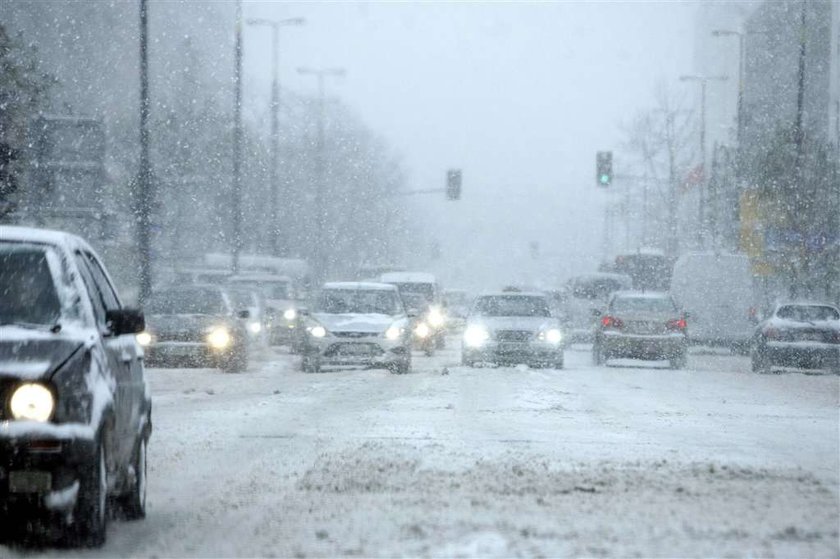 Zima będzie ciężka. Polarny dzik wyszedł z lasu