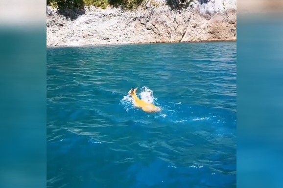 Nestvari prizori na Pivskom jezeru: Srna ga hrabro preplivala, ljudima zastao dah od lepote (VIDEO)
