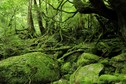 Yakushima