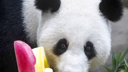 Születésnapi buli panda-módra! Így köszöntötték gondozói a cuki ünnepeltet - galéria
