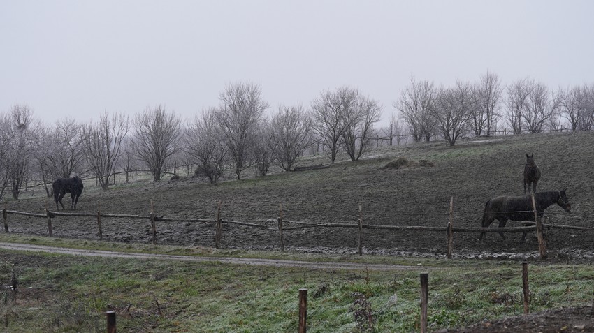 Tri prekrasna konja galopirala u Čačku