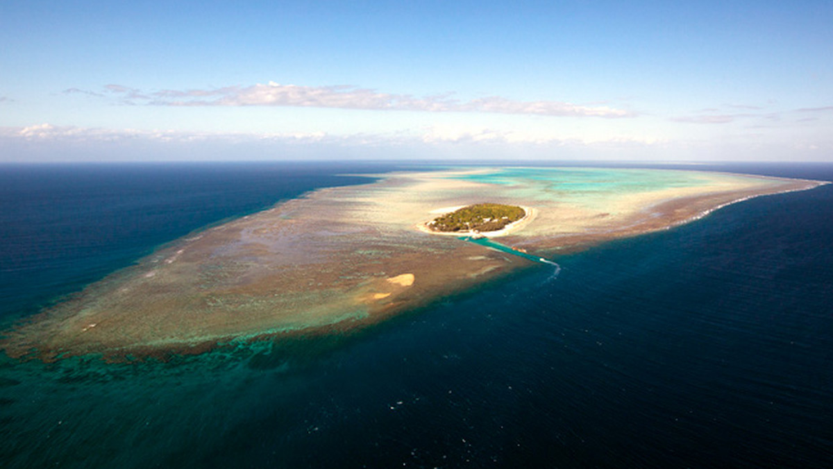 Na maleńkiej koralowej wyspie Heron u wybrzeży australijskiego stanu Queensland maleńkie żółwie zielone wylęgają się w piasku i wyruszają w niebezpieczną podróż przez ocean.