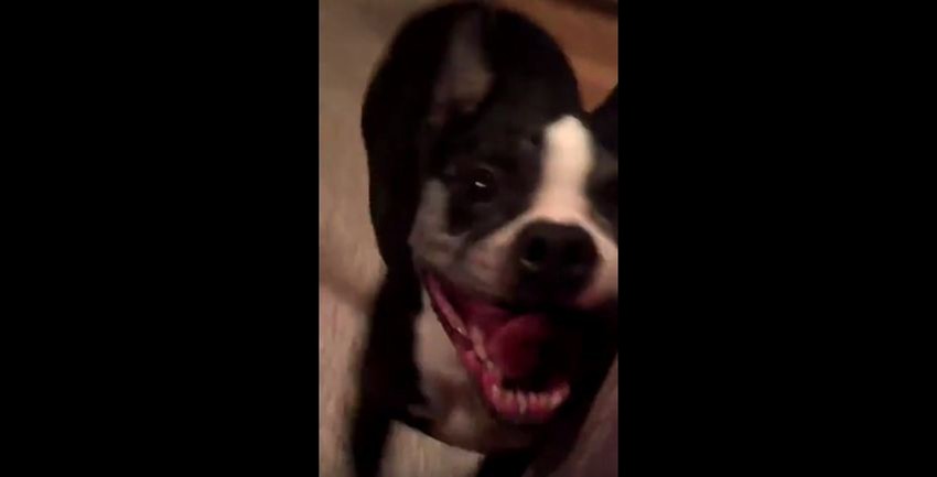 Niko ne đuska bolje od njega