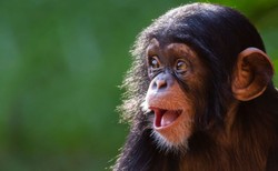 Te szympansy są najbardziej podobne do człowieka. Nie uwierzysz, co nas łączy