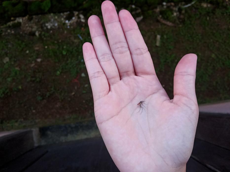 Így tartsd távol a szúnyogokat Fotó: Getty Images