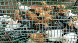 Ptasia grypa H5N1. Pierwszy przypadek zakażenia u człowieka w USA