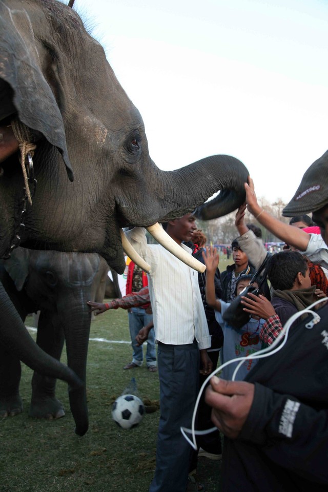 NEPAL ELEPHANT FOOTBAL