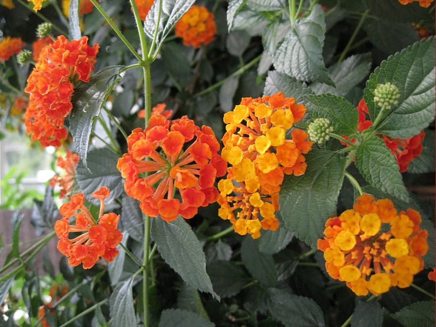 Kwiaty na taras długo kwitnące, na balkony i do donic: Lantana pospolita (Lantana camara)