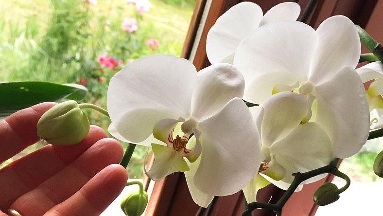 Orchidea Fotó:RAS
