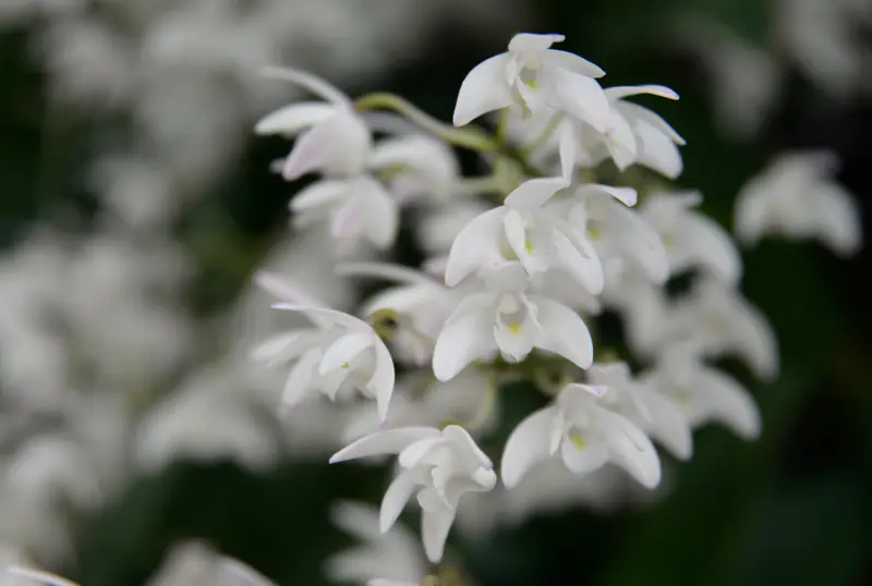 Dendrobium / Laura Ockel on Unsplash