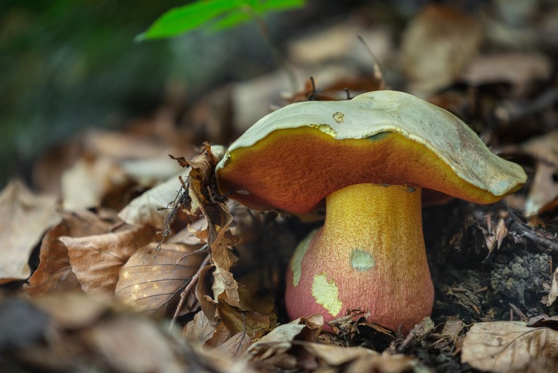 Borowik szatański (Rubroboletus satanas)