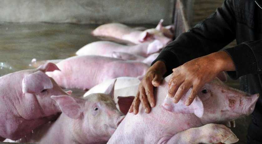Li Xiaobo uratował swojej świnie
