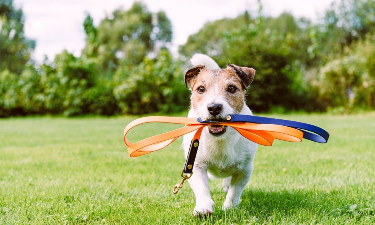 Czy pies rozpoznaje swoje imię? Znana weterynarz rozwiewa wątpliwości