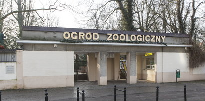 Zamień papier na drzewko w Starym ZOO