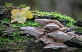 nazywane-sa-lesnym-miesem-grzyby-idealne-dla-tych-ktorzy-chca-schudnac