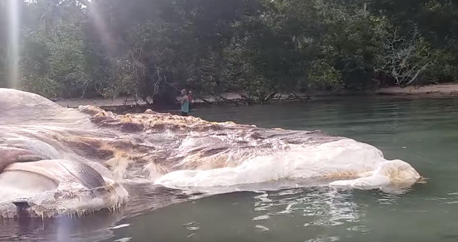 Hatalmas tengeri szörnyet sodort partra a víz... Senki sem tudja, hogy mi lehet ez