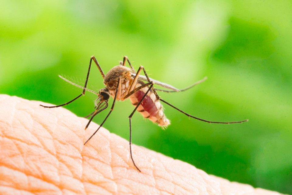Komar: 750 tys. zgonów rocznie