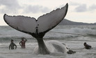 Rescue workers try to push a humpback whale that had became stranded back out to sea at Geriba beach in Buzios, 192 kilometers (119 miles) from Rio de Janeiro October 26, 2010.