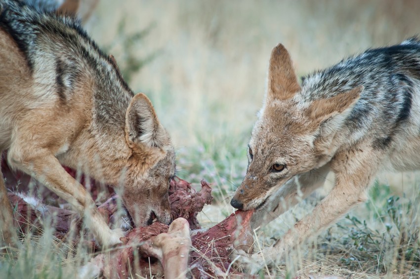 Šakali love u čoporima