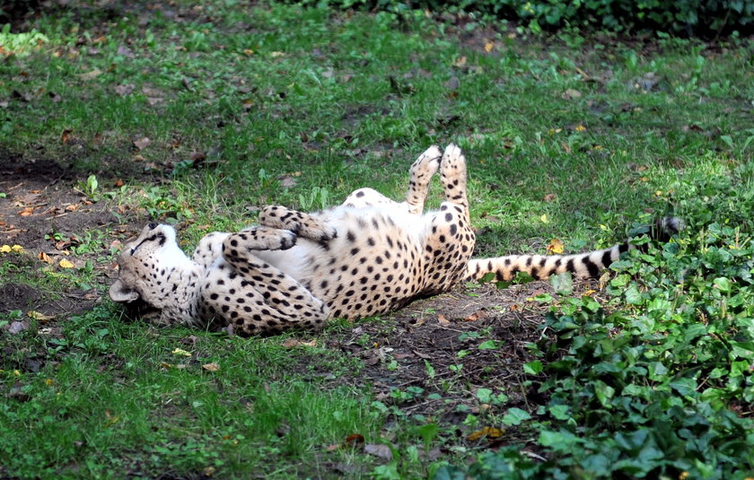 zaloty łódzkich gepardów w ZOO