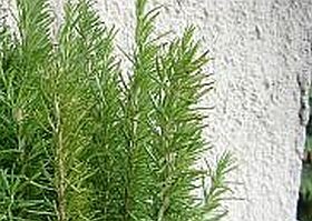 rozmaring-noveny-d00000F2893d797244c47