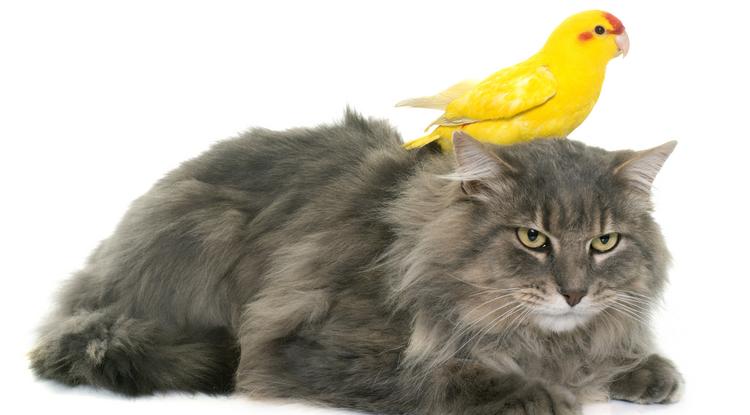 Gyilkos cicák - Naponta egymillió őshonos madarat ölnek meg a macskák