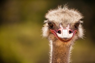 Minister struś. Szef resortu gospodarki robi wszystko, aby uciec od realnych problemów